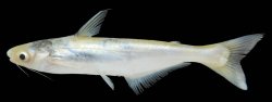 Pangasius elongatus