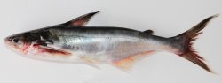 Pangasius icaria - Click for species page