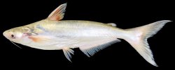 Pangasius krempfi - Click for species page