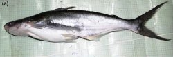 Pangasius silasi - Click for species page