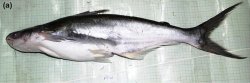 Pangasius silasi