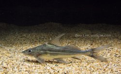 Pimelodus albicans - Click for species page