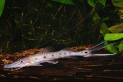 Platystomatichthys sturio