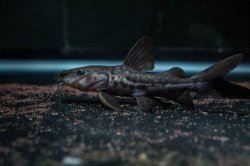 Pseudoplatystoma sp. hybrid(3) - Click for species page