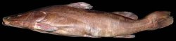 Steindachneridion melanodermatum - Click for species data page