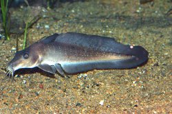 Anodontiglanis dahli - Click for species page