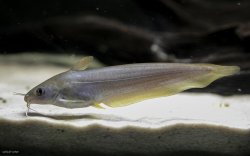 Neosilurus hyrtlii - Click for species page