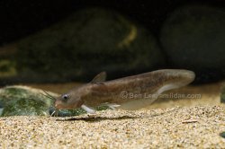 Neosilurus novaeguineae - Click for species page
