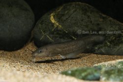 Neosilurus novaeguineae