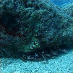 Plotosus lineatus