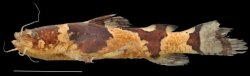 Microglanis aff. iheringi