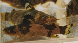 Microglanis aff. iheringi