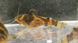 Microglanis aff. iheringi