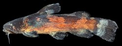 Microglanis cibelae