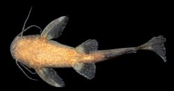 Microglanis cibelae