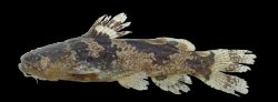 Microglanis leptostriatus - Click for species page