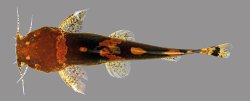 Microglanis lucenai