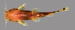 Microglanis lucenai