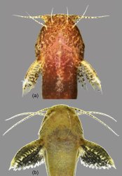 Microglanis lucenai