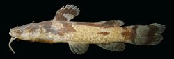 Microglanis maculatus - Click for species page