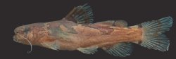 Microglanis parahybae - Click for species data page