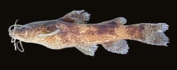 Microglanis reikoae - Click for species page