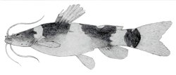Microglanis secundus - Click for species page