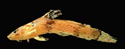 Microglanis sp. `RIO MADEIRA` - Click for species page