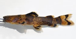Pseudopimelodus aff. bufonius `rio xingu` - Click for species page