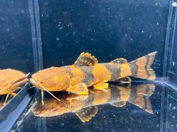 Pseudopimelodus aff. bufonius `rio xingu`