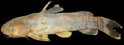 Pseudopimelodus atricaudus - Click for species page