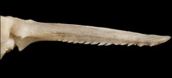Pseudopimelodus atricaudus