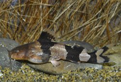 Rhyacoglanis aff. pulcher - Click for species page