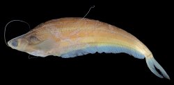 Kryptopterus baramensis