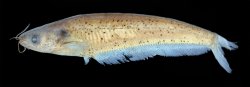 Kryptopterus piperatus