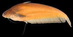 Ompok fumidus