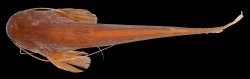 Ompok fumidus