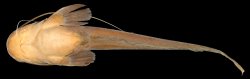 Ompok fumidus