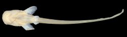 Ompok platyrhynchus