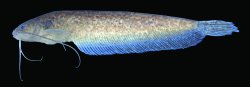 Silurichthys exortivus - Click for species page