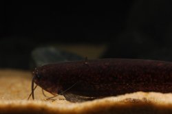 Silurichthys indragiriensis