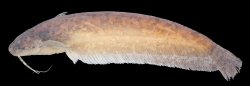 Silurichthys marmoratus