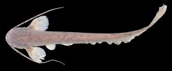 Silurichthys marmoratus