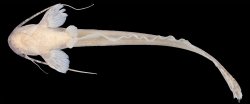 Silurichthys marmoratus