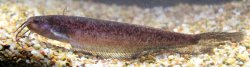 Silurichthys phaiosoma - Click for species page