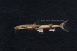 Bagarius vegrandis - Click for species page