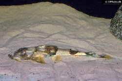 Bagarius vegrandis