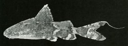 Erethistes filamentosus