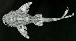 Erethistes hara