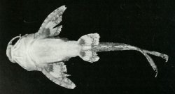Erethistes hara